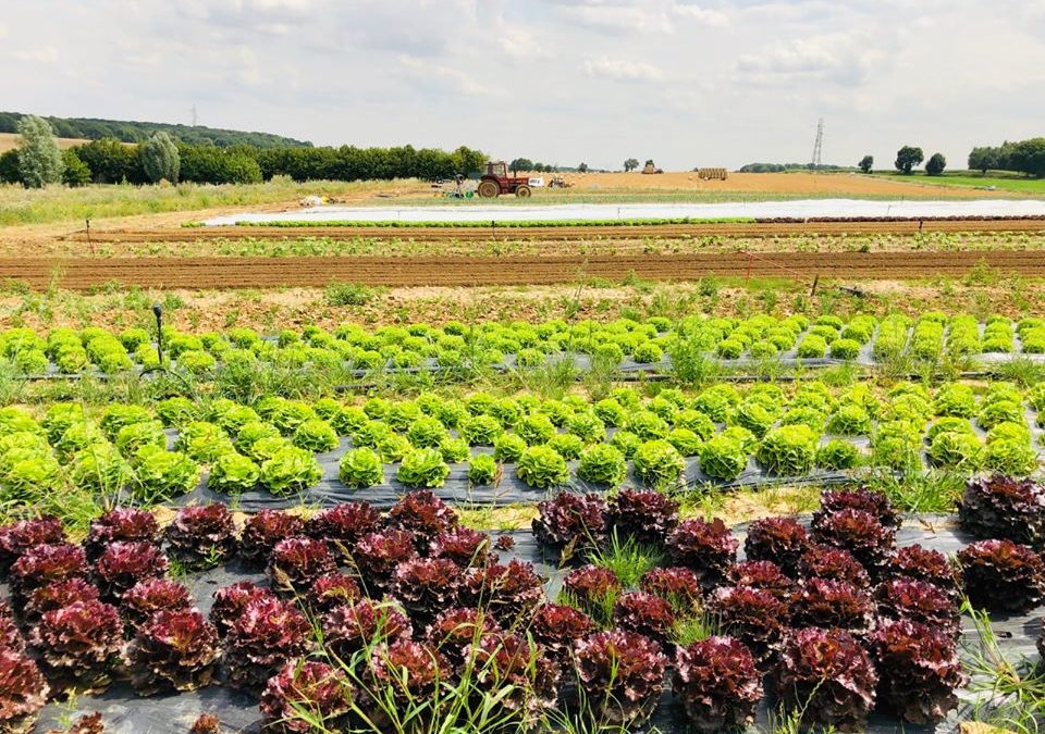 Plus que jamais, mangeons local et soutenons les producteurs !