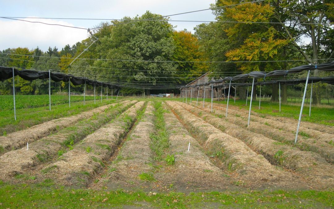 Plantfarm : investissez dans les plantes !