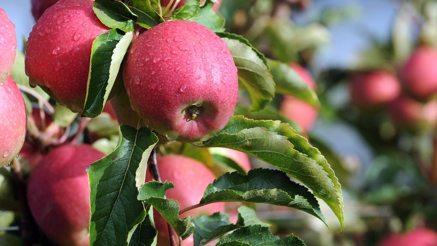 Plus de 14 000 arbres fruitiers plantés avec le soutien du Département