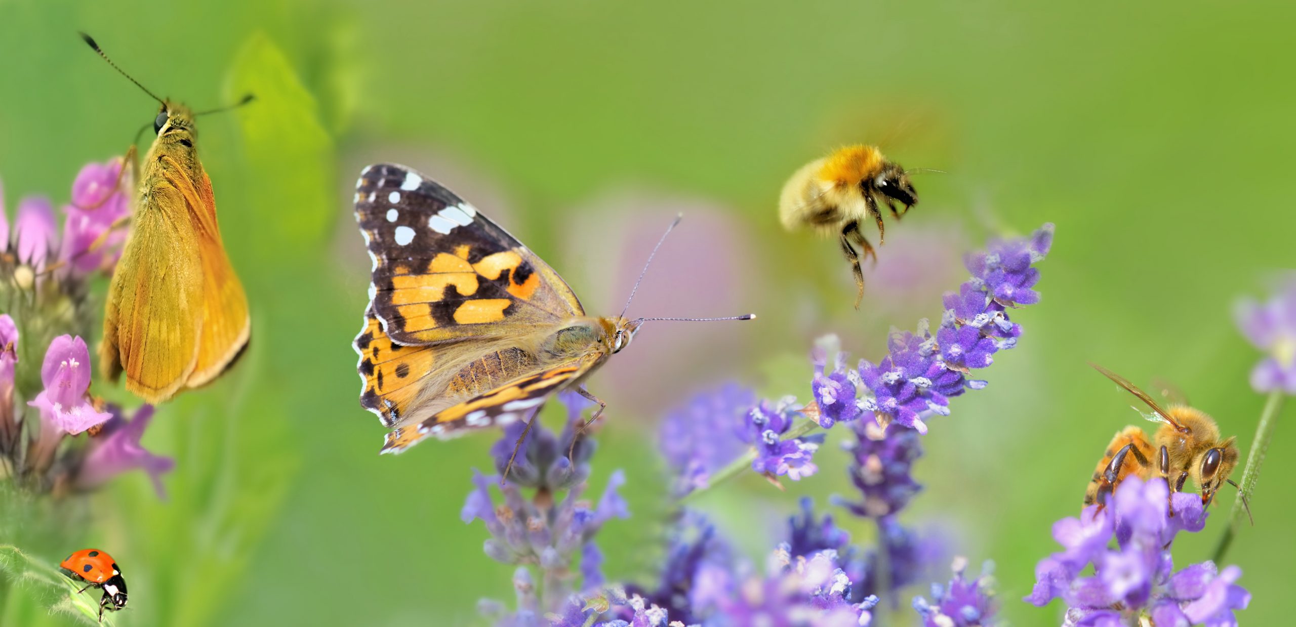 adobestock-305661651-scaled