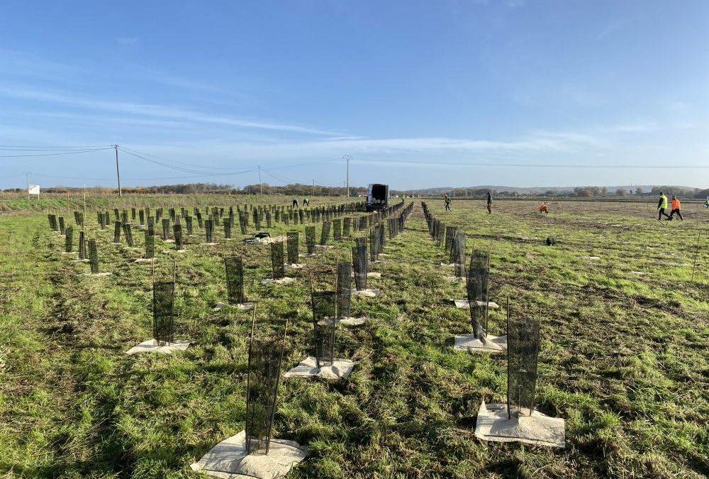 Nouvelle campagne de plantations pour développer la forêt de Maubuisson