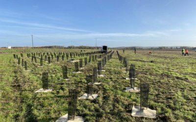 Nouvelle campagne de plantations pour développer la forêt de Maubuisson